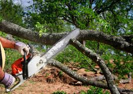 Best Root Management and Removal  in Whidbey Island Station, WA