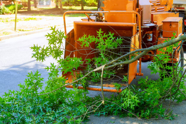 Best Tree Cabling and Bracing  in Whidbey Island Station, WA