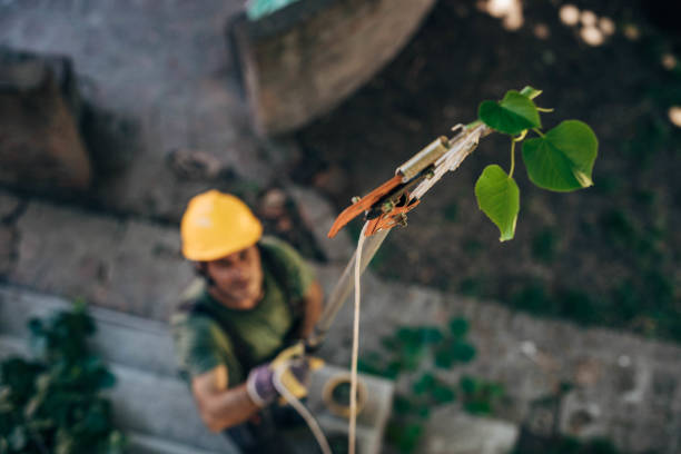 Professional Tree Care Services in Whidbey Island Station, WA