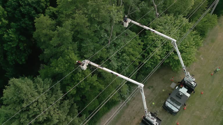 Best Tree and Shrub Care  in Whidbey Island Station, WA