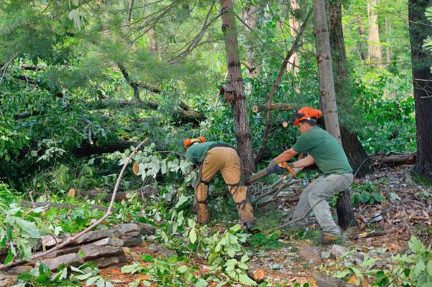 Best Utility Line Clearance  in Whidbey Island Station, WA